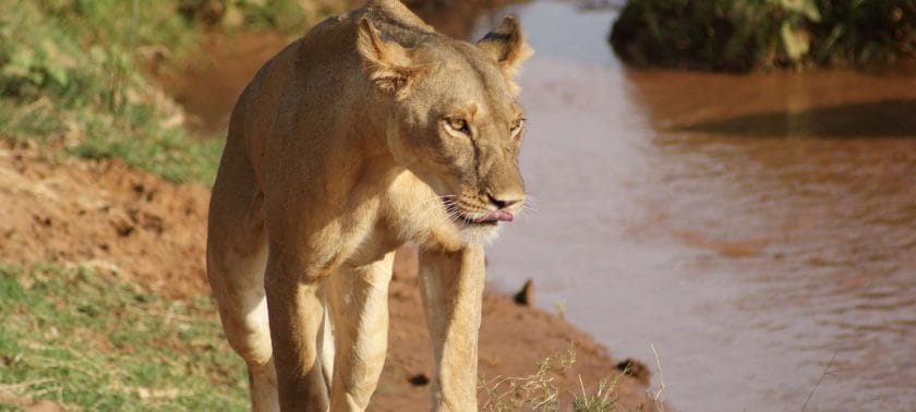 lioness in Buffalo Springs National Reserve