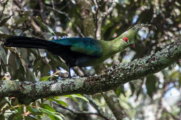 Schalow's turaco I Credit: African Bird Club