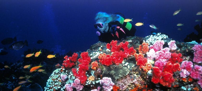 coral reef snorkelling