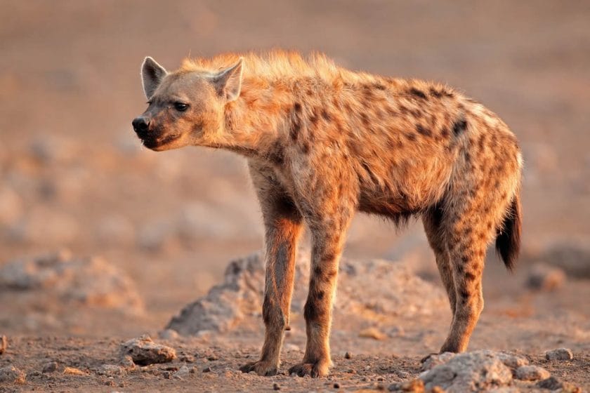 Spotted hyena in Etosha National Park, Namibia.