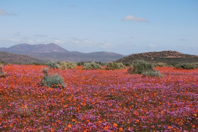 Spring flowers in Namibia.