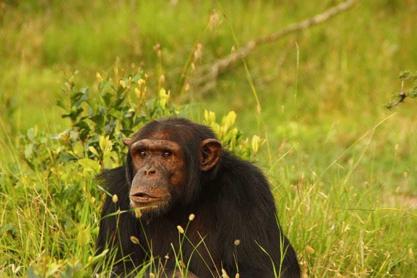 chimpanzee sweatwater chimpanzee sanctuary