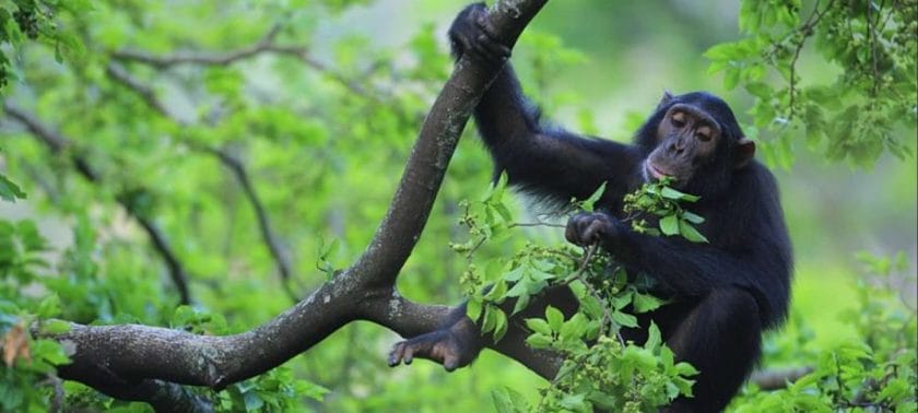 Chimpanzee trekking makes getting active fun