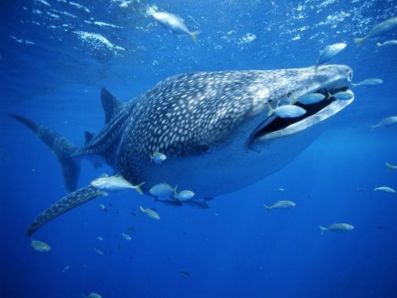 Whale shark in the waters around Mafia Island, Zanzibar