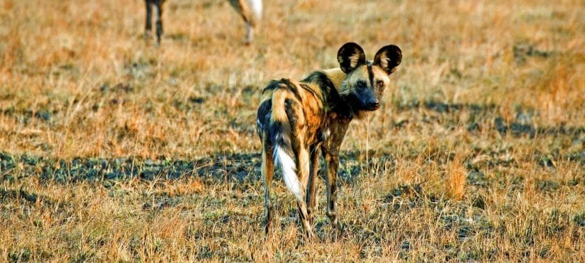 African wild dog in the Serengeti National Park, Tanzania.