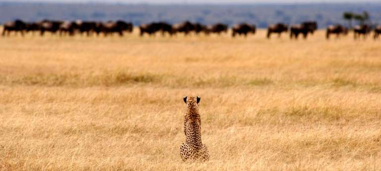 A lone cheetah waits patiently in the dry grasslands