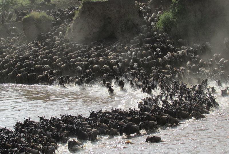 Large wildebeest herd crossing the Mara river.