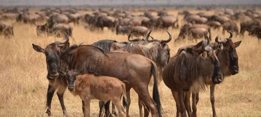 January is calving season in Tanzania