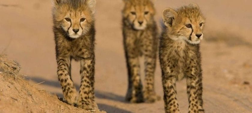 Cheetah cubs scout the area in a mock hunt