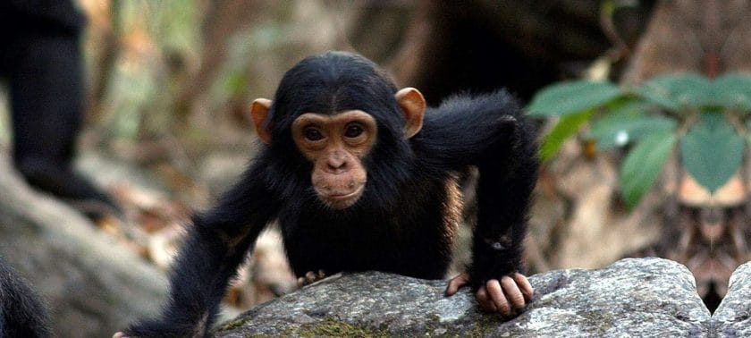 A young chimpanzee in Mahale Mountains National Park, Tanzania.
