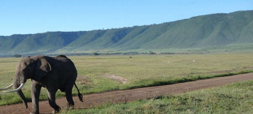 An elephant in Tanzania strikes an impressive contrast against the landscape