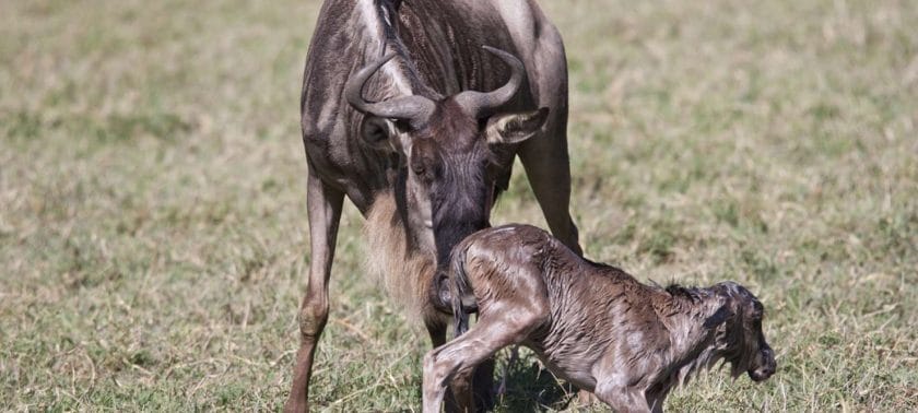 February in Tanzania sees thousands of calves being born in close succession