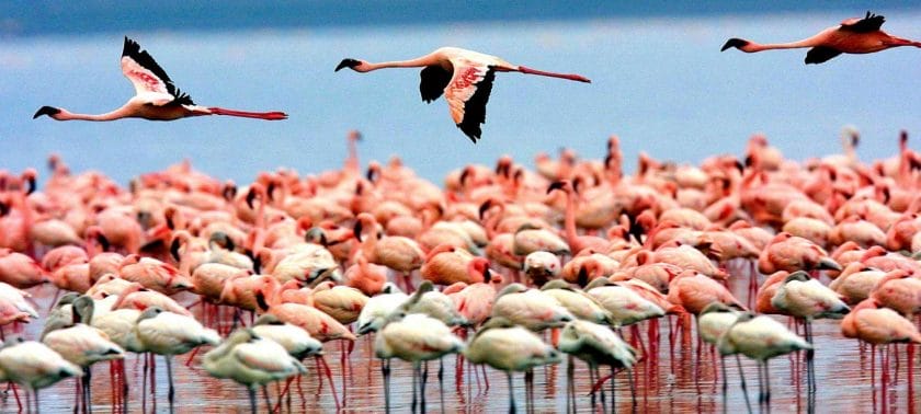 A flamboyance of flamingo in Lake Manyara