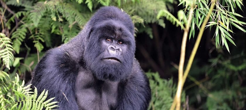 The mountain gorilla of Rwanda are incredible creatures | Tanzania Vs Rwanda