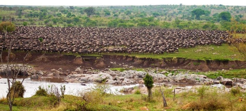 The Great Wildebeest Migration makes its way across the Grumeti every year