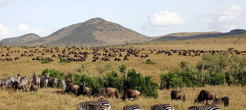 Tanzania in January is generally a busy time for the game parks