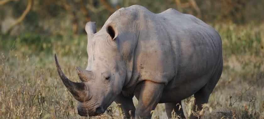 Rhino in the sweeping valley of Ngorongoro