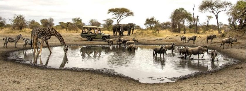 Wildlife at a waterhole in Tanzania