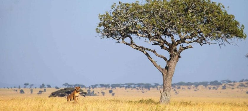 A lone lionness waits patiently beneath an Acacia tree in Tanzania