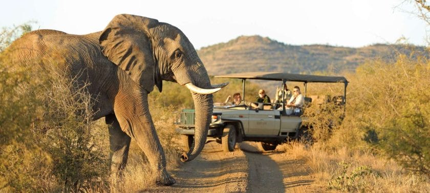 Ensure your safari guide is aware of any photo opportunities along the route