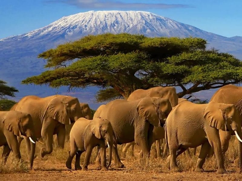 Elephant in the Serengeti I Credit: Walter's Tours