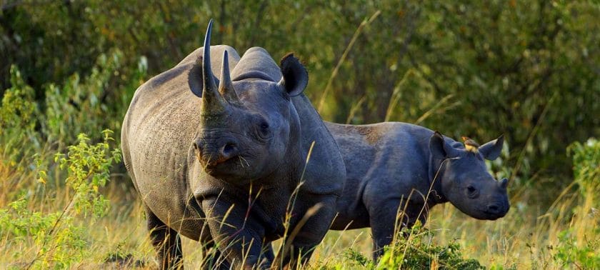 Black rhino with a calf in Kenya.