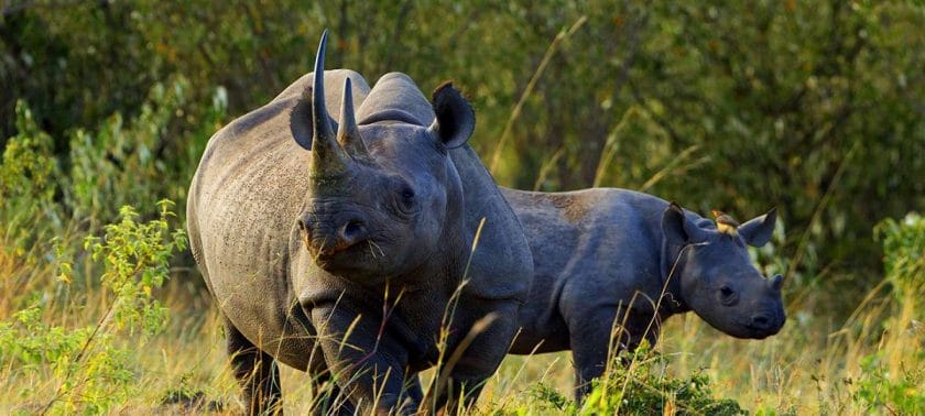 Wildlife in Tanzania | Discover Africa Safaris Wildlife in Tanzania | Discover Africa Safaris