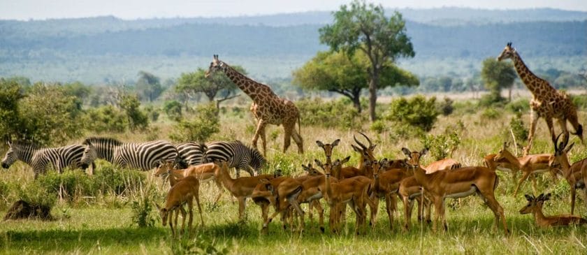Wildlife in Ruaha National Park, Tanzania.