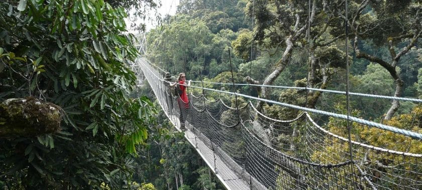 Nyungwe Forest in Rwanda is filled with amazing scenes | Tanzania Vs Rwanda