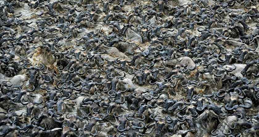 Hoards of wildebeest cross the Mara river in September