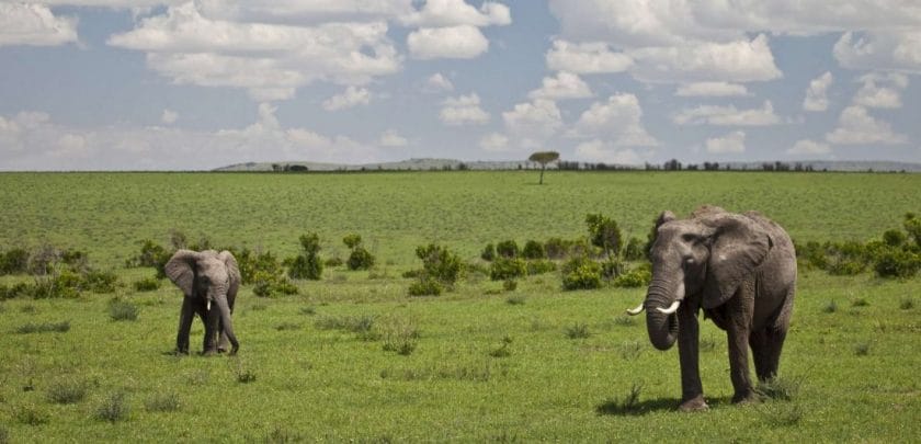 Elephant in the Serengeti National Park