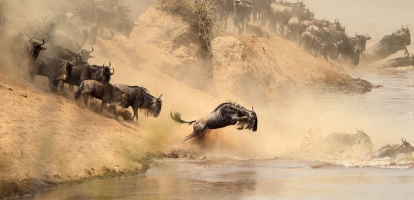 A river crossing during the Great Migration of wildebeest.