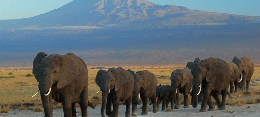 A herd of elephant in Arusha National Park