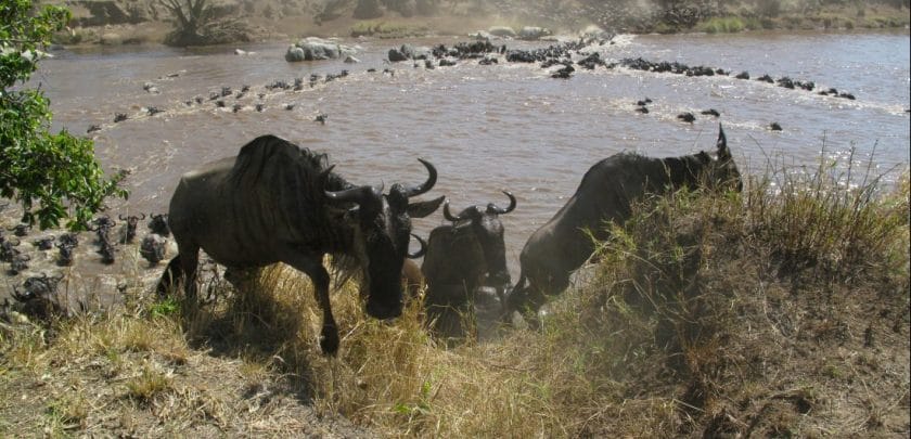 Wildebeest migratory herds crossing a river is a sight to behold