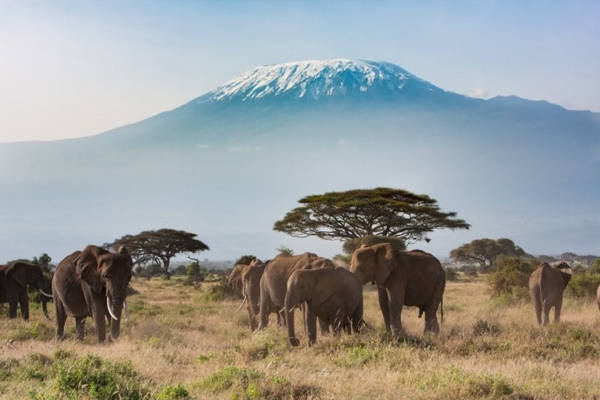 Elephants with Mount Kilimanjaro in the background in Amboseli National Park, Kenya.