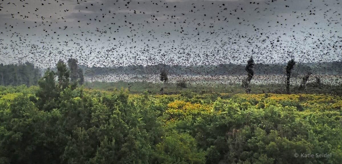 Kasanka National Park 