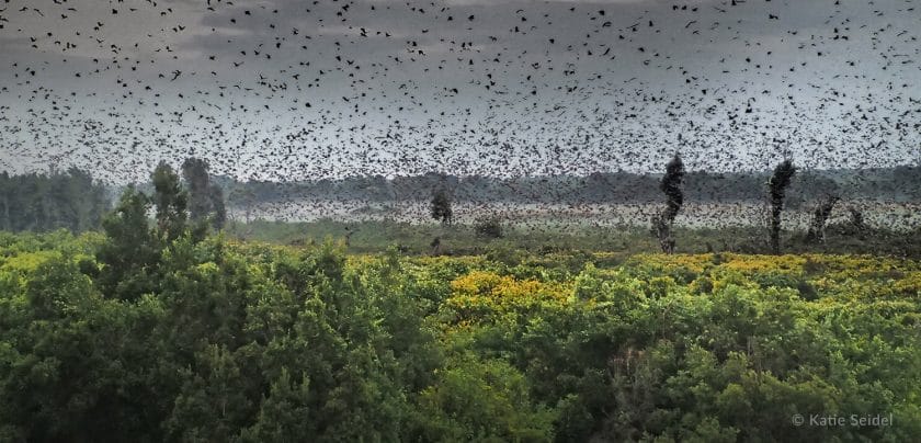Bat Migration in Zambia