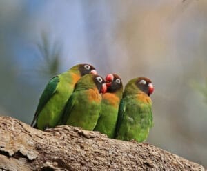 Lovebirds in Zambia