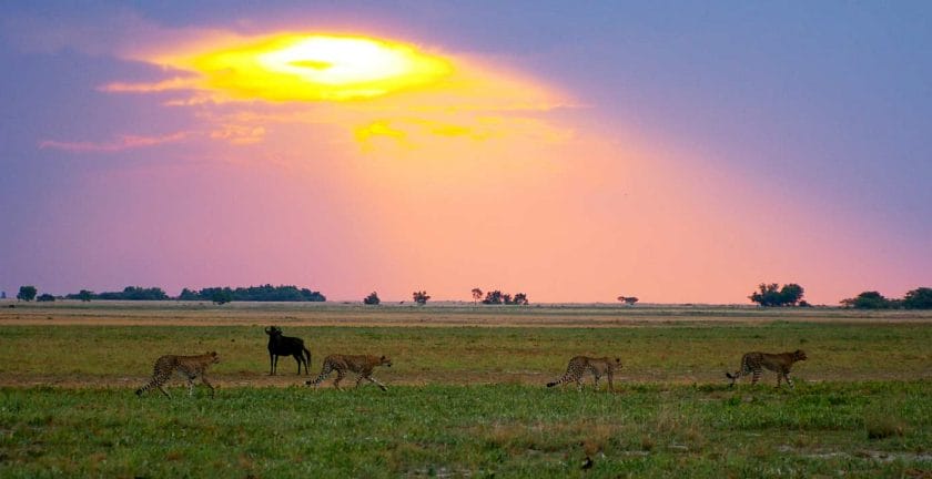 Cheetahs cross the plains in Liuwa National Park, Zambia.