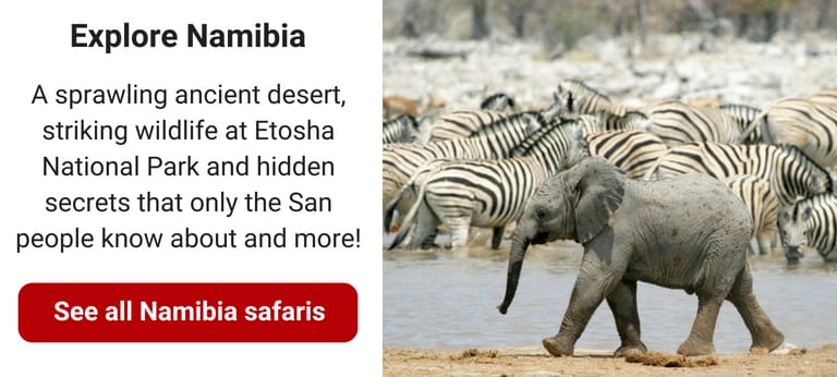 WATCH: South Africa vs Namibia safaris