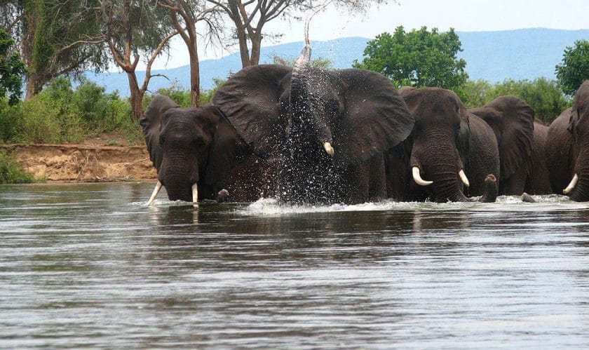 Elephants in the Zambezi River, Zambia.