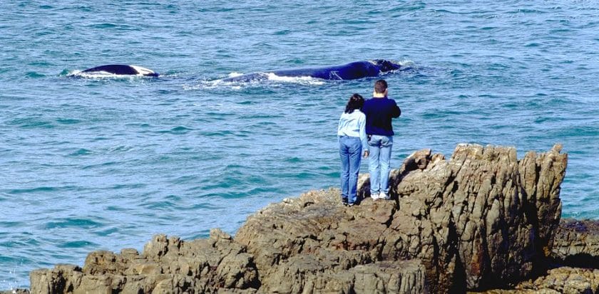 Your South Africa whale-watching guide 2018