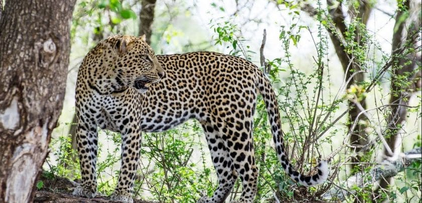 Leopard in Sabi Sands Game Reserve, South Africa.
