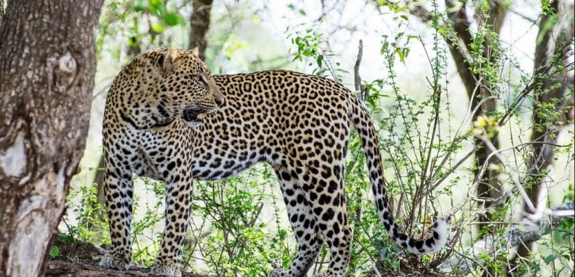 Leopard in Sabi Sands Game Reserve.