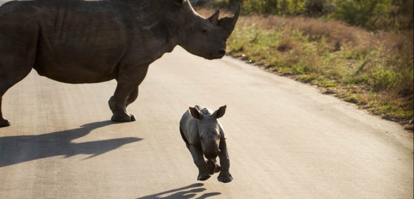 baby rhino chases vehicle southern kruger national park