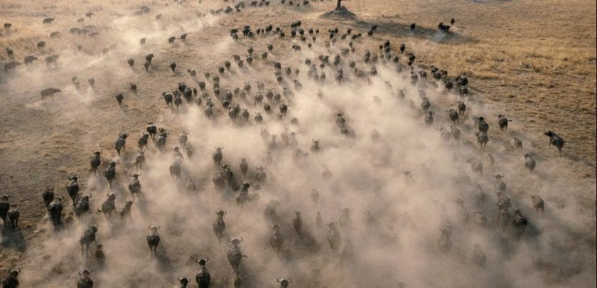 A large herd of buffalo crash through the plains of northern Botswana.