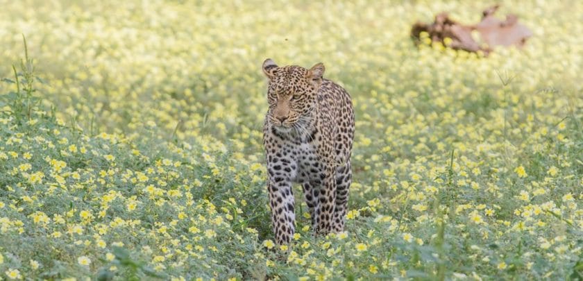Leopard in a field of flowers, Botswana.