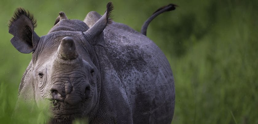 Rhino in Botswana.