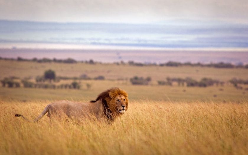 Lion roaming in Zambia.