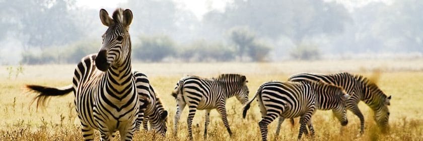 safaris en zambia